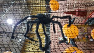 Encore cette araignée...